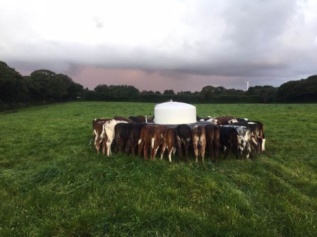 Calves feeding on Andrew Brewer's farm at Ennis Barton near Newquay