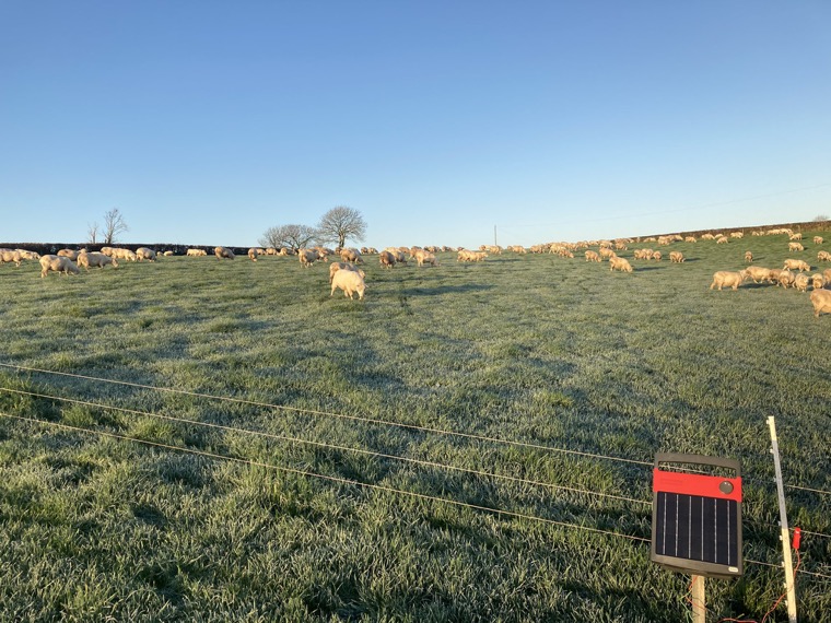 Highlander and Romney ewes get a paddock move Source Aled Evans