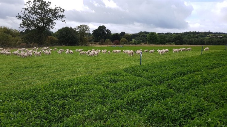 Some of the flock on the Davidson farm at Poldean