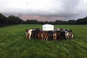Calves feeding on Andrew Brewer's farm at Ennis Barton near Newquay